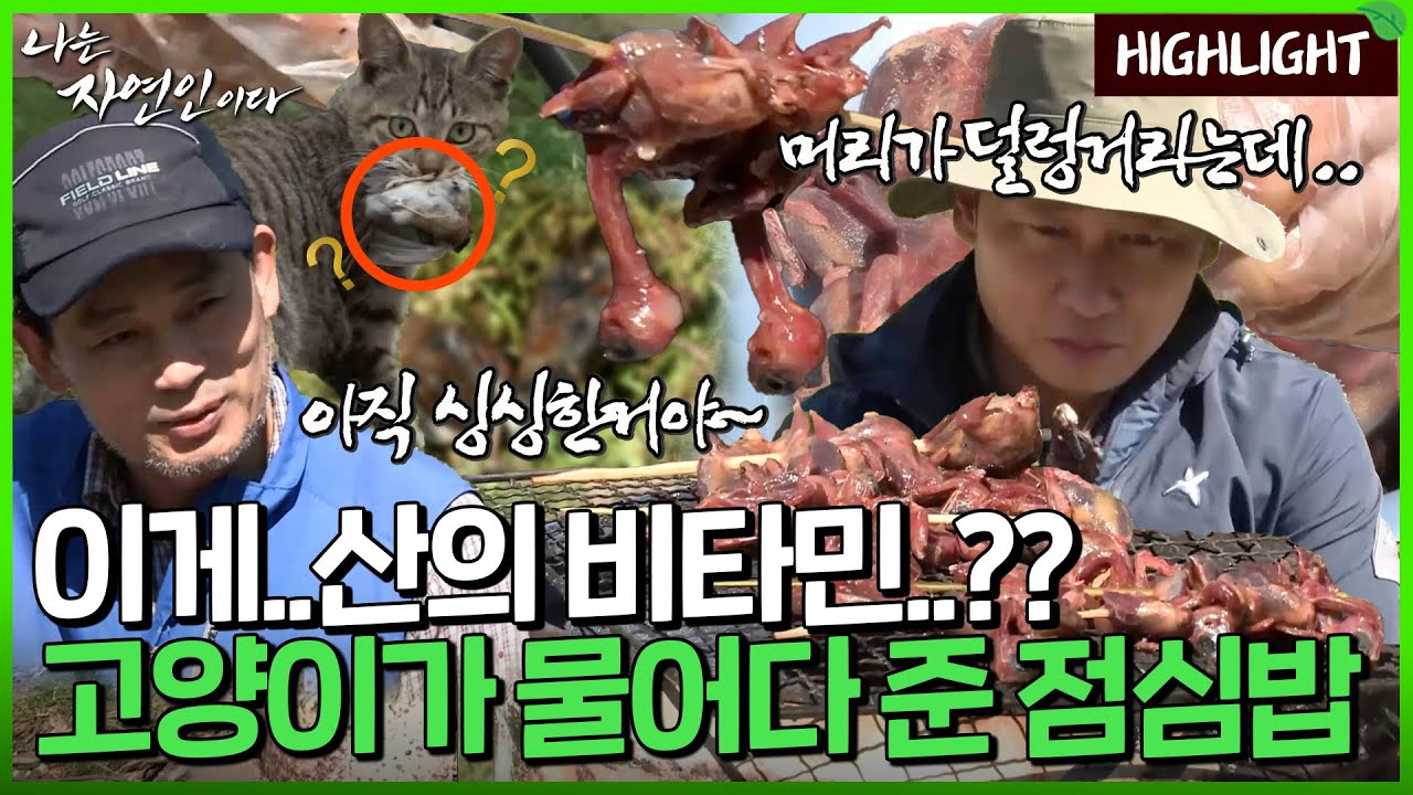 정말로 이걸 먹게 될 줄은 몰랐다.. 고양이가 잡아다 준 점심😖｜자연인 하이라이트 349회
