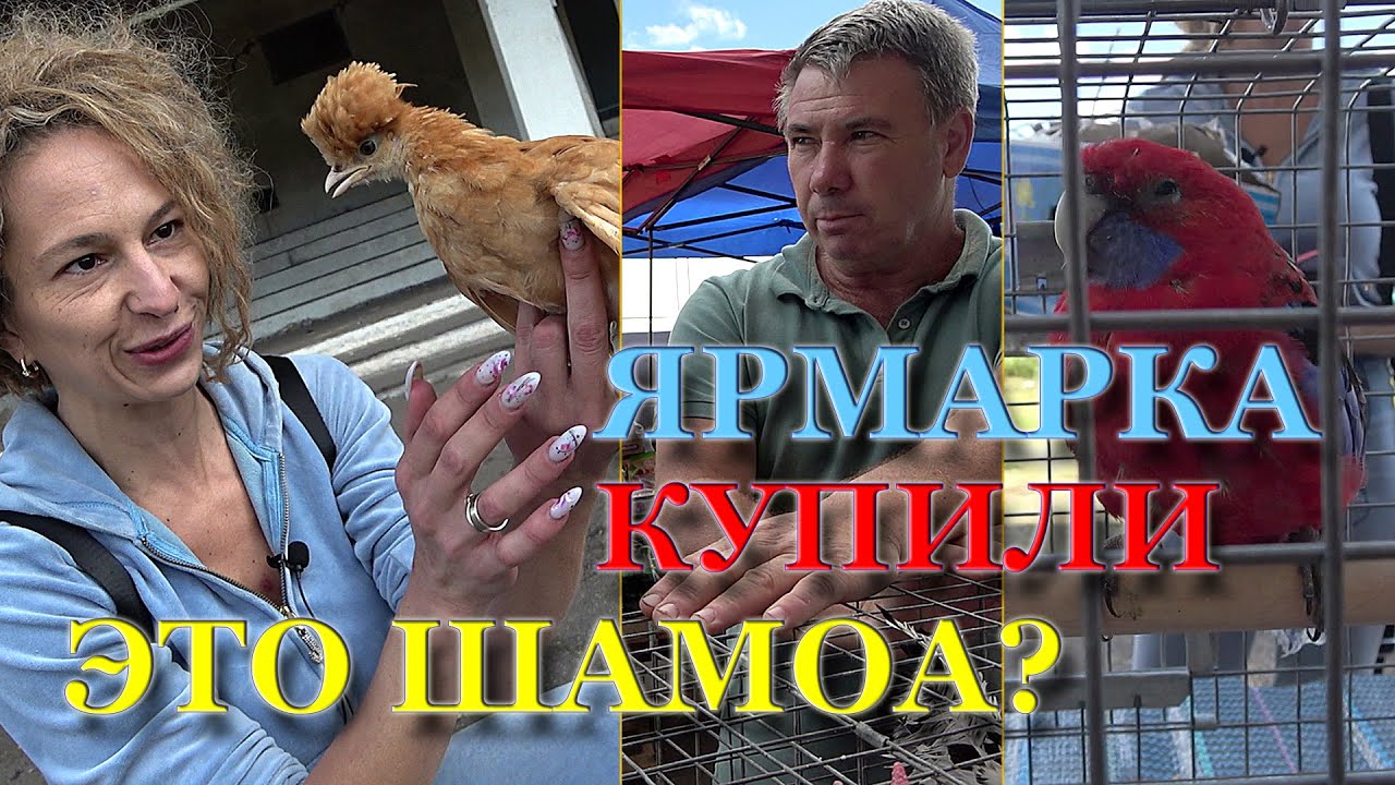 Выставка Птицы Киев 28.08.21 Ипподром. Опоздали Но Купили! Голуби разных пород. Красивые куры Бентам
