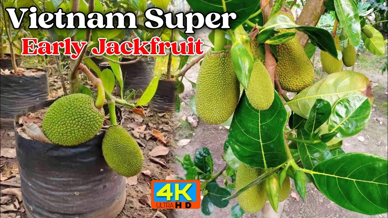 vietnam super early jackfruit plant farming contact 9749213563