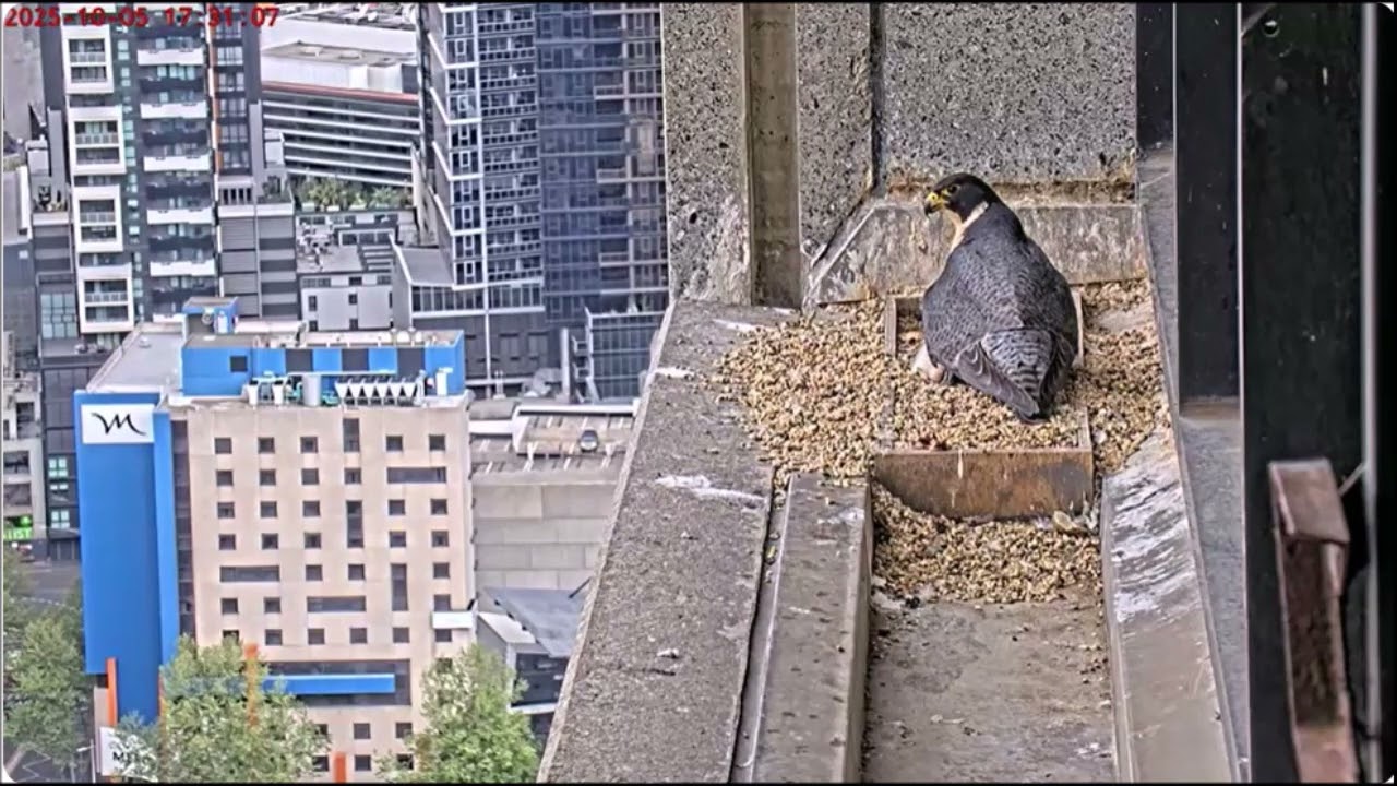 367 Collins Street Peregrines Mum chasing a fly 5th Oct 2025