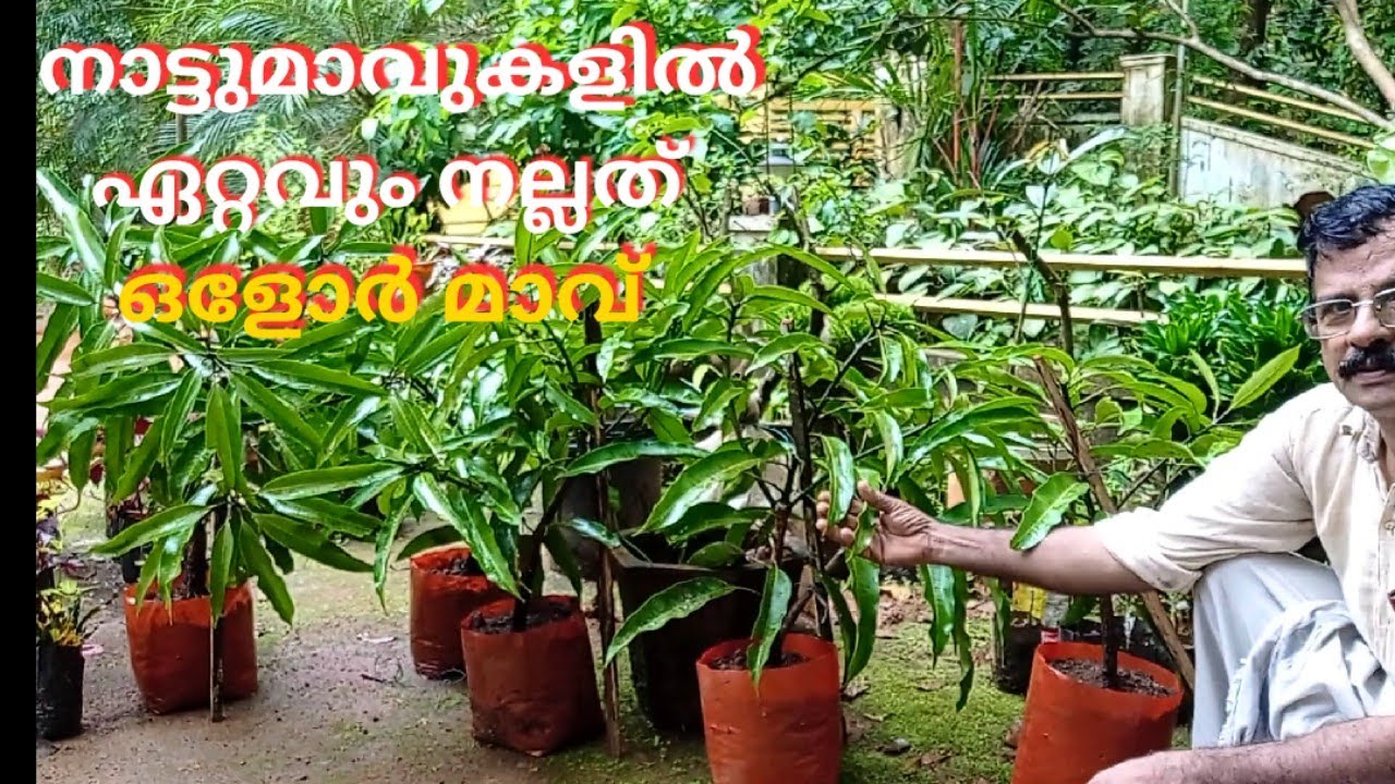 നാട്ടു മാവുകളിൽ ഏറ്റവും നല്ലത് ഒളോർമാവ് .....