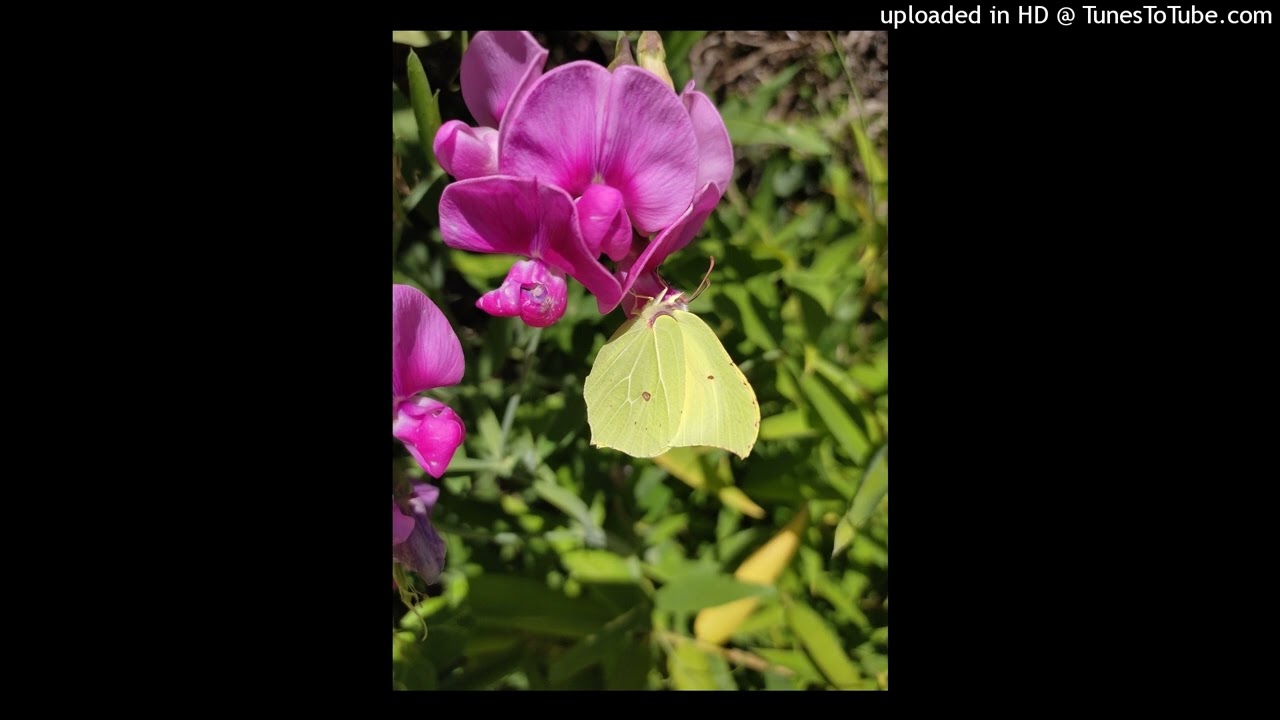 KWEG-Acoustic softness-23.07.2022