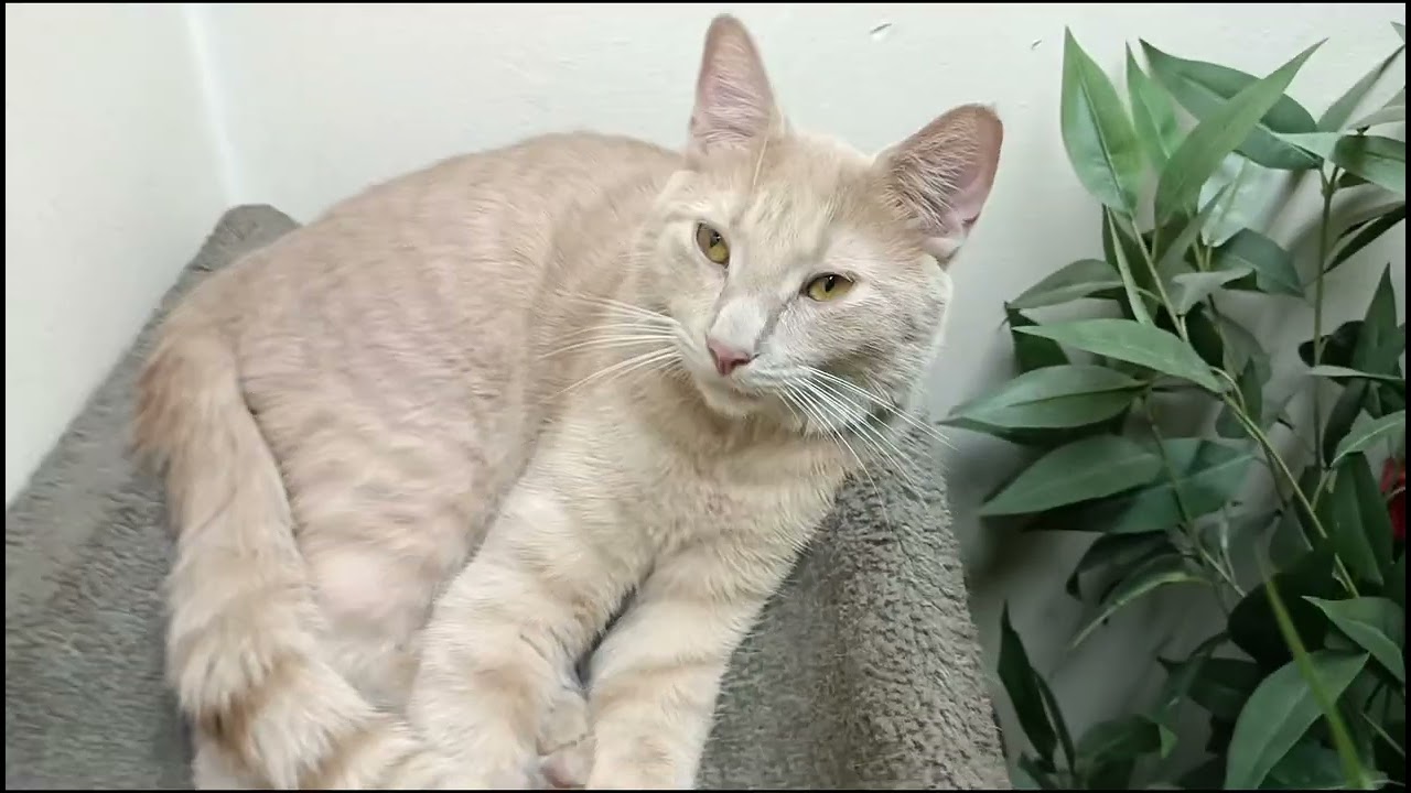 I'm a cat god lol yes I'm bragging lol sry had to re-upload