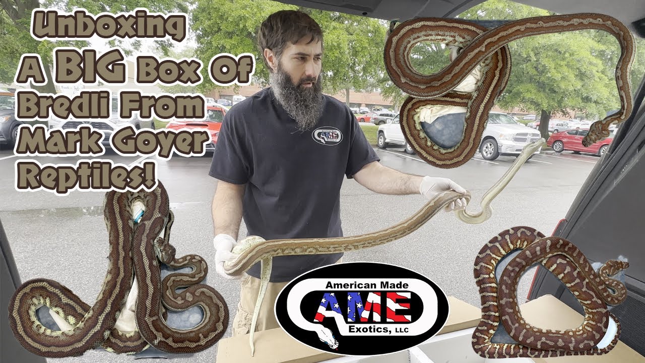 Unboxing A BIG Box Of Bredli From Mark Goyer Reptiles!!  AME v24