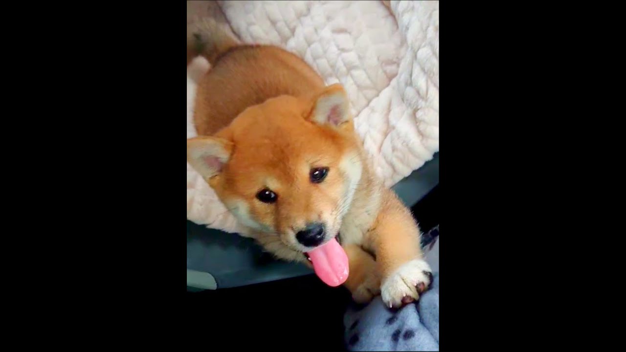 Shiba Inu puppy on his way to his new home