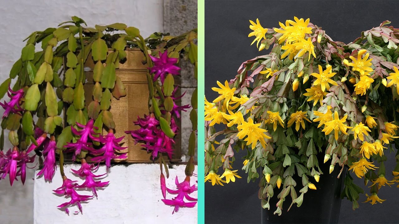 9 Increíbles Cactus de navidad para navidad !( Schlumbergera)