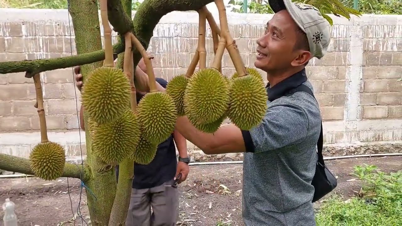MENGUNJUNGI KEBUN MINI PAK SARTONO || BAWOR BERBUAH LEBAT || BOLANG AGRO MALANG #kebundurian #durian