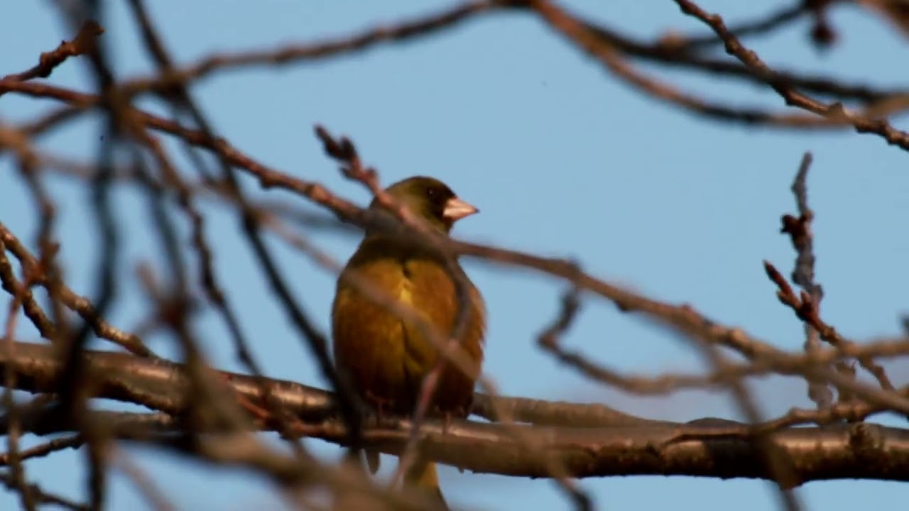 鶴見緑地の野鳥たち（2026年01月）