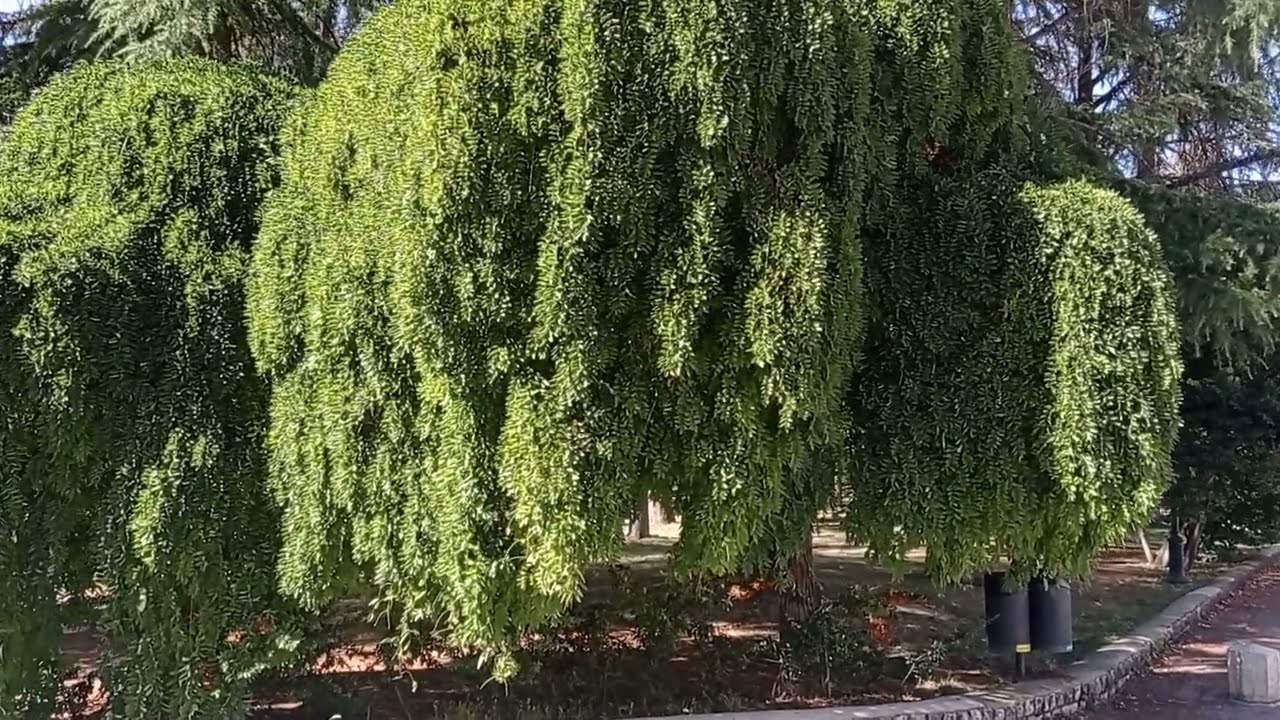 Sophora japonica 