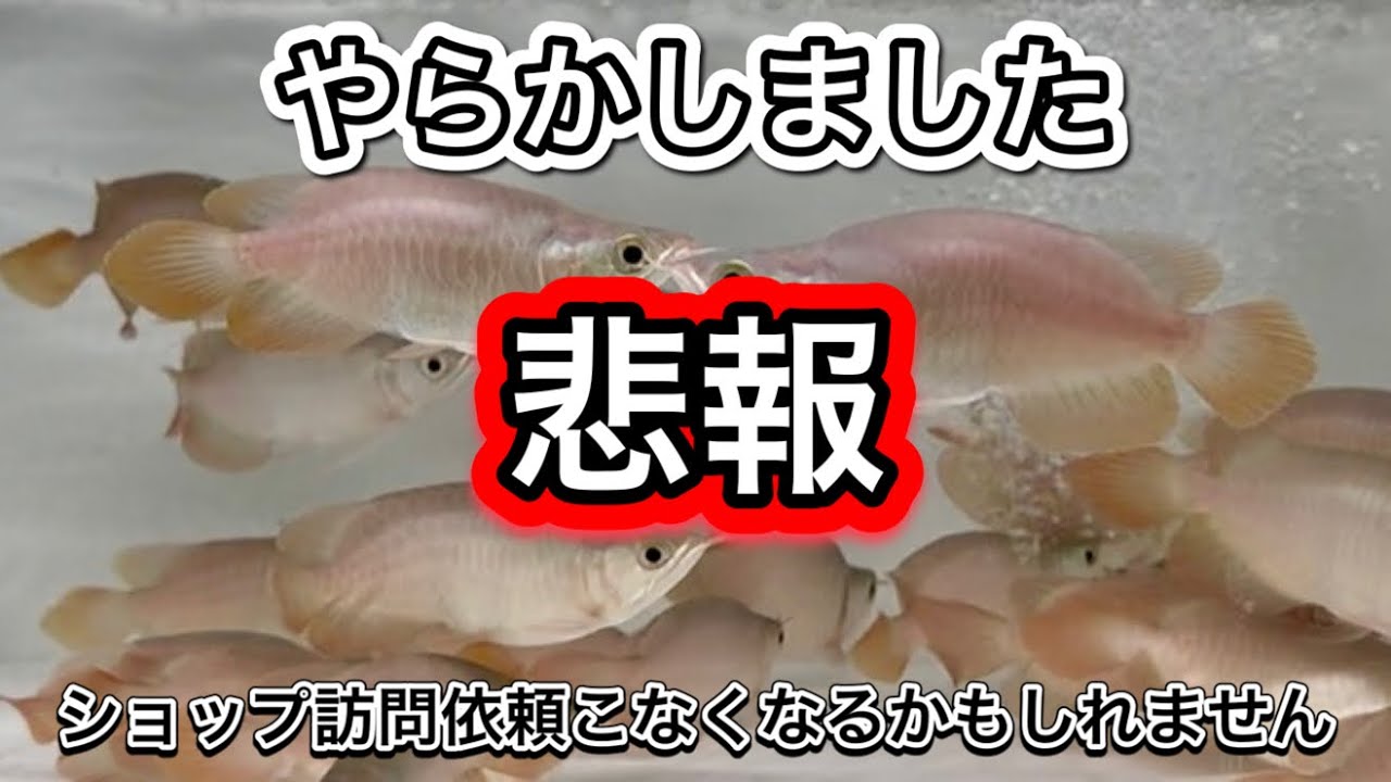 【ショップ訪問】ショート個体よりどりみどり！勝手に値引きしちゃいます☆
