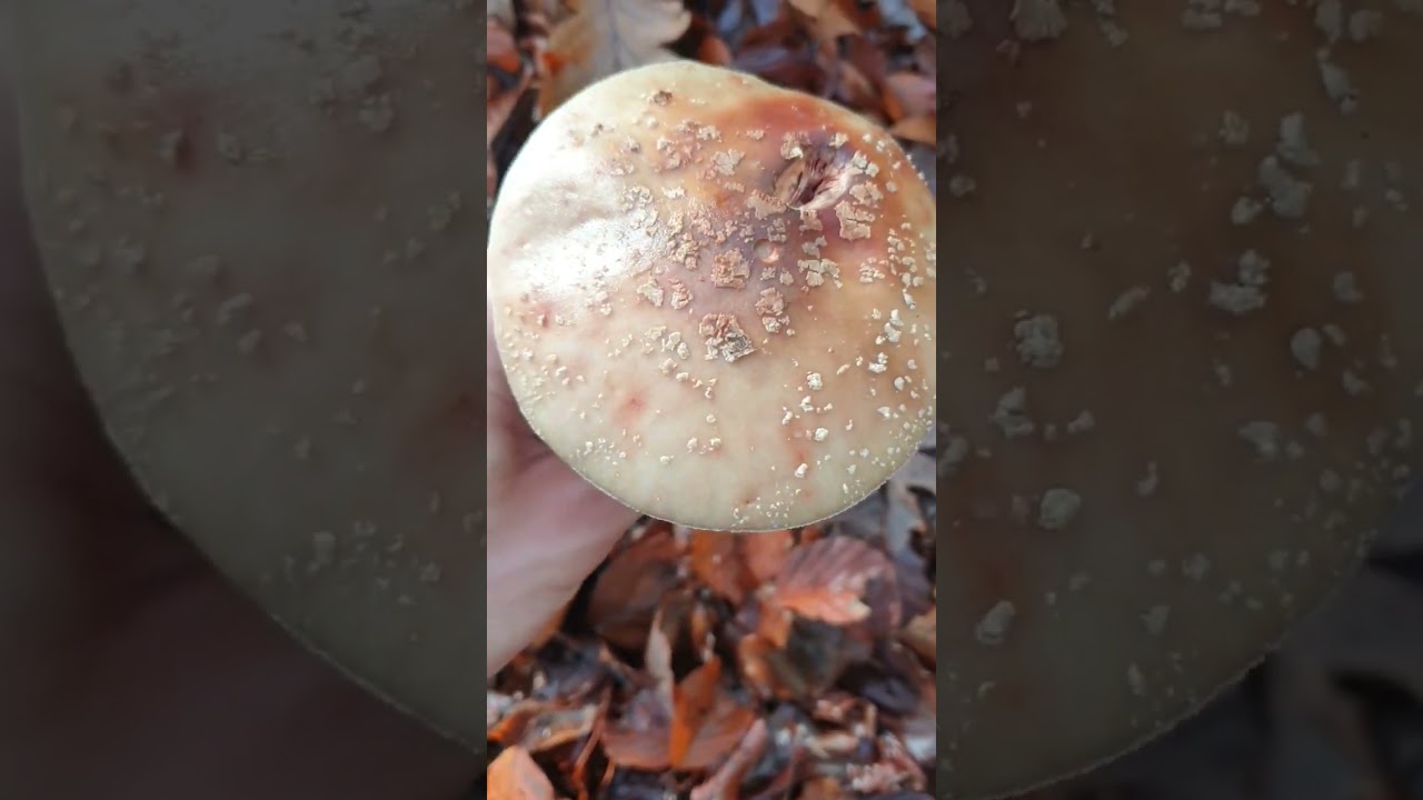 #Amanita rubescens (The Blusher) (Blushing Amanita) #blusher #snail