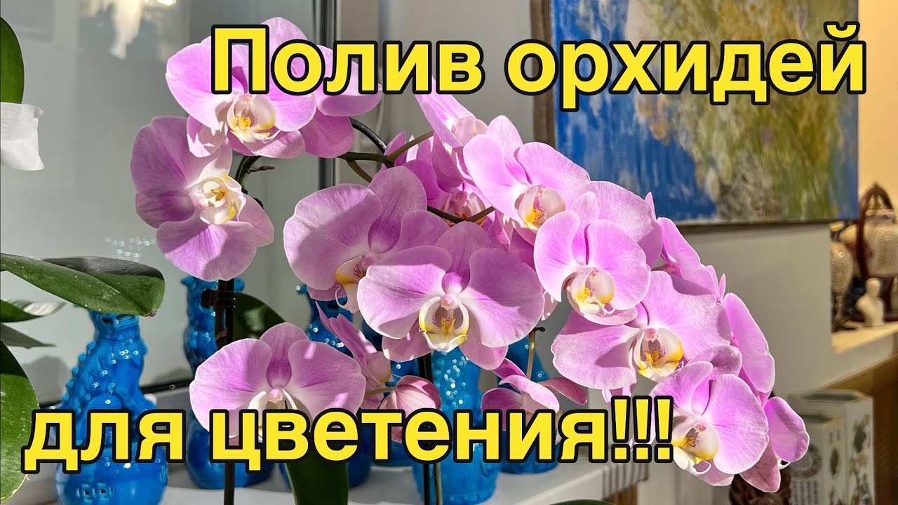 Dana Protasova: пышное цветение орхидей дома! 🔥🔥🔥