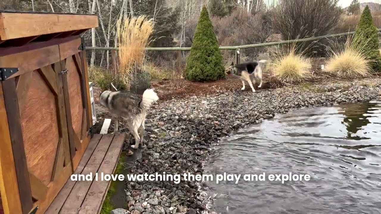 Большие огороженные дворы, где ваши собаки могут бегать без стресса.
