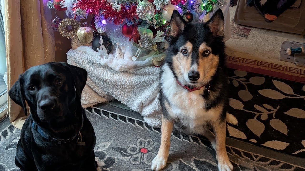 Merry Christmas! 