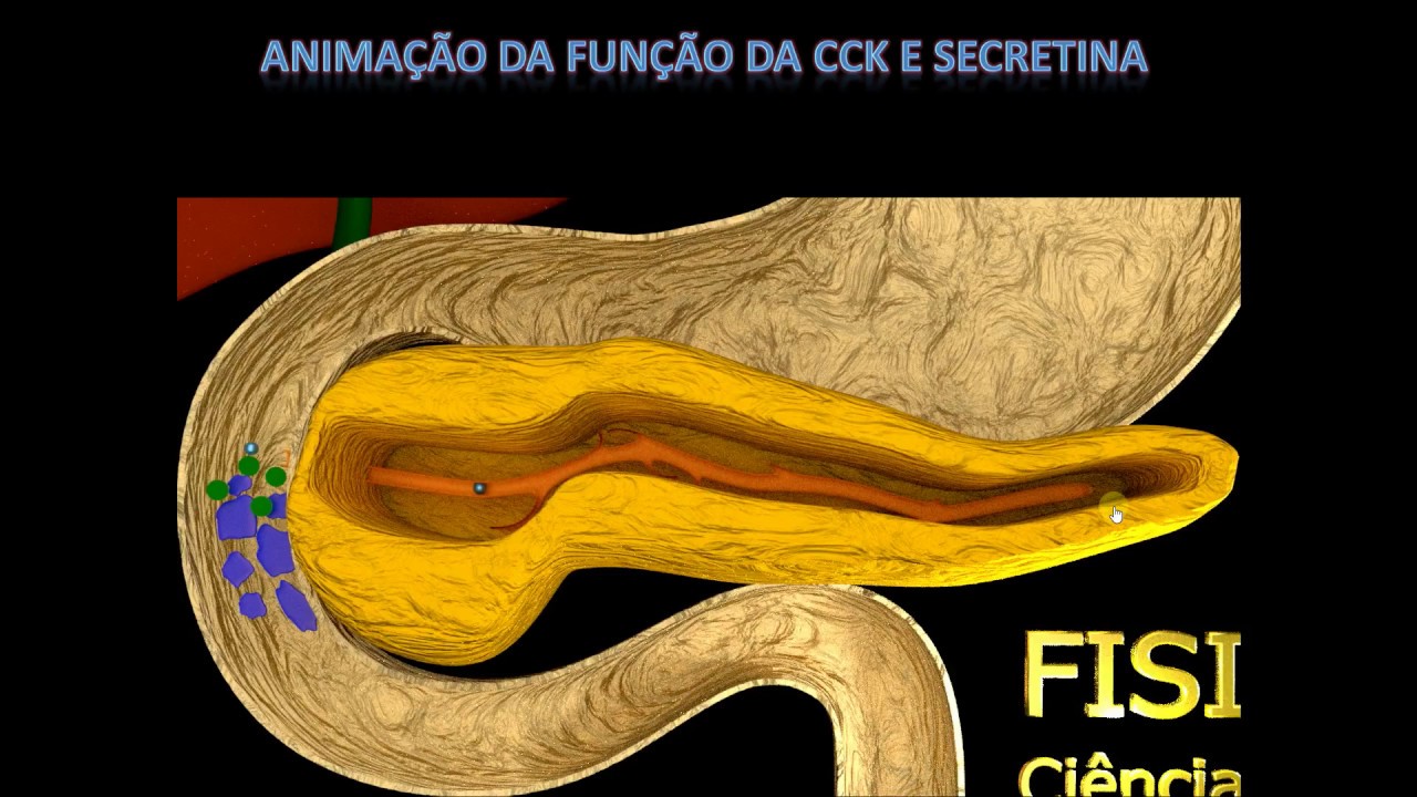 Função da Secretina e Colicistocinina