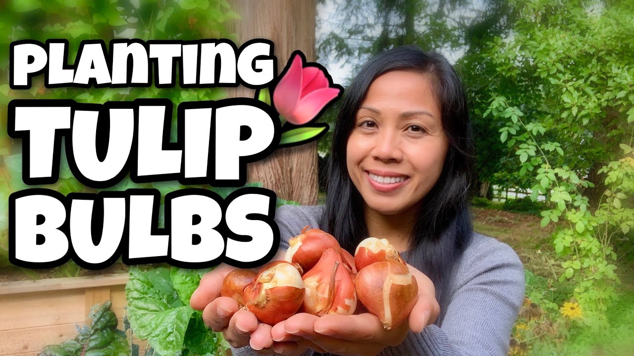 Planting Tulip Bulbs | How To Plant Flower Bulbs