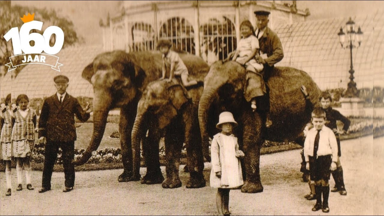 De geschiedenis van Diergaarde Blijdorp: olifanten