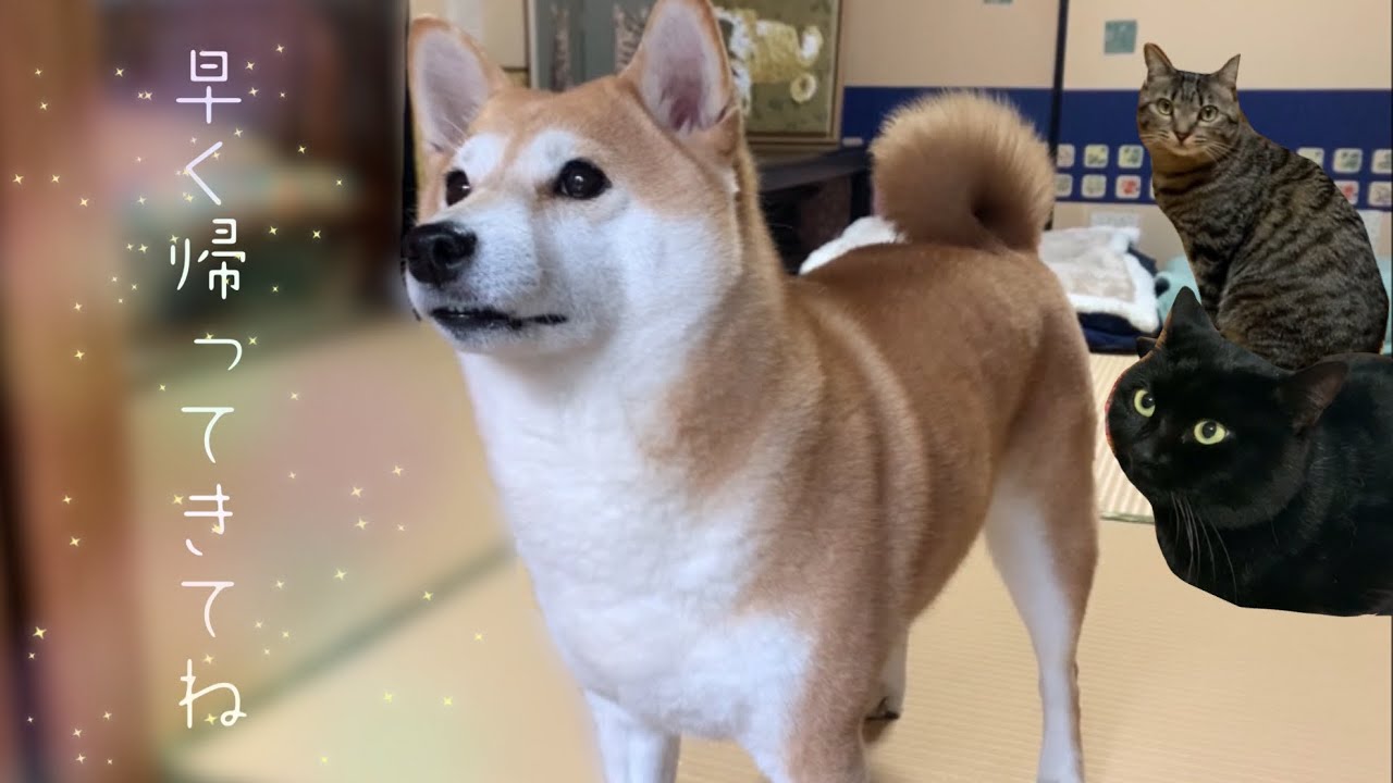 仕事始めだけどみんなと離れたくないパパ😭ぴえん　Dad's first working day