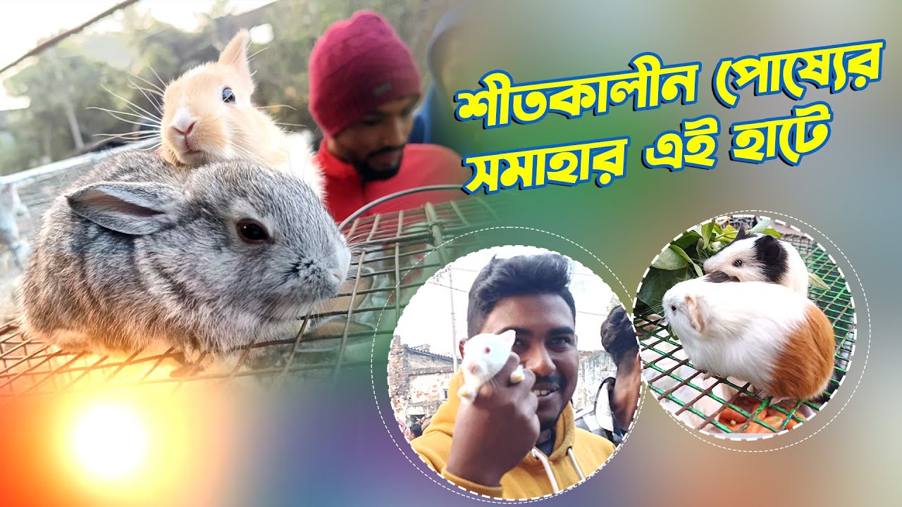 Gallif Street Pet Market | Current Rabbits, Bunny, Hamster Price Updates | Kolkata Sunday Big Market
