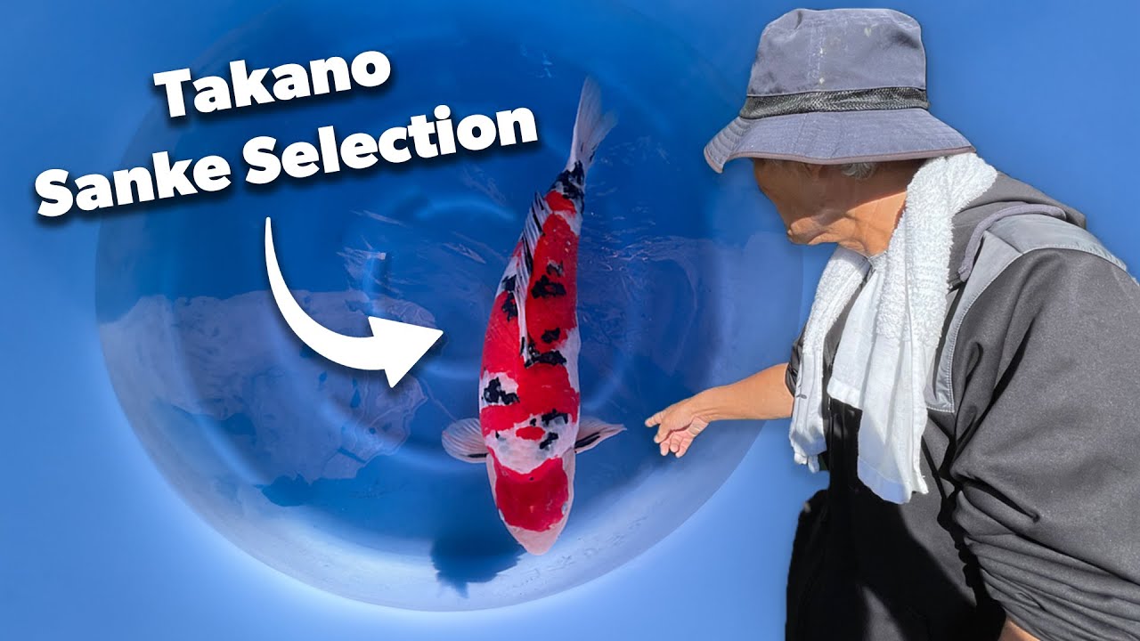 Exclusive Takano Sanke Selection at Koi Wholesale | Japanese Koi Showcase