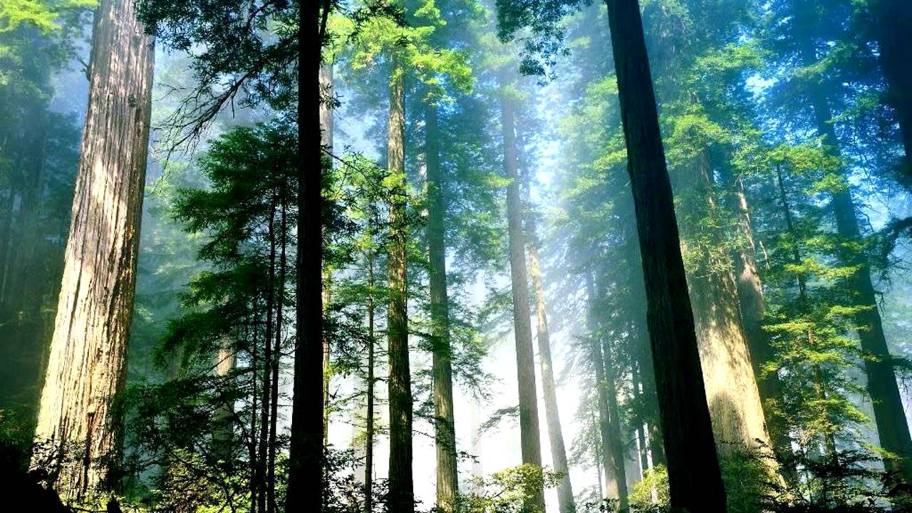 Vibrasphere - Forest Fuel