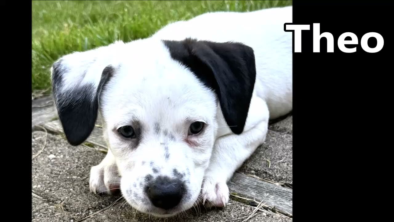 Theo - cute, sweet pup all ready for adoption at Brown County Humane Society