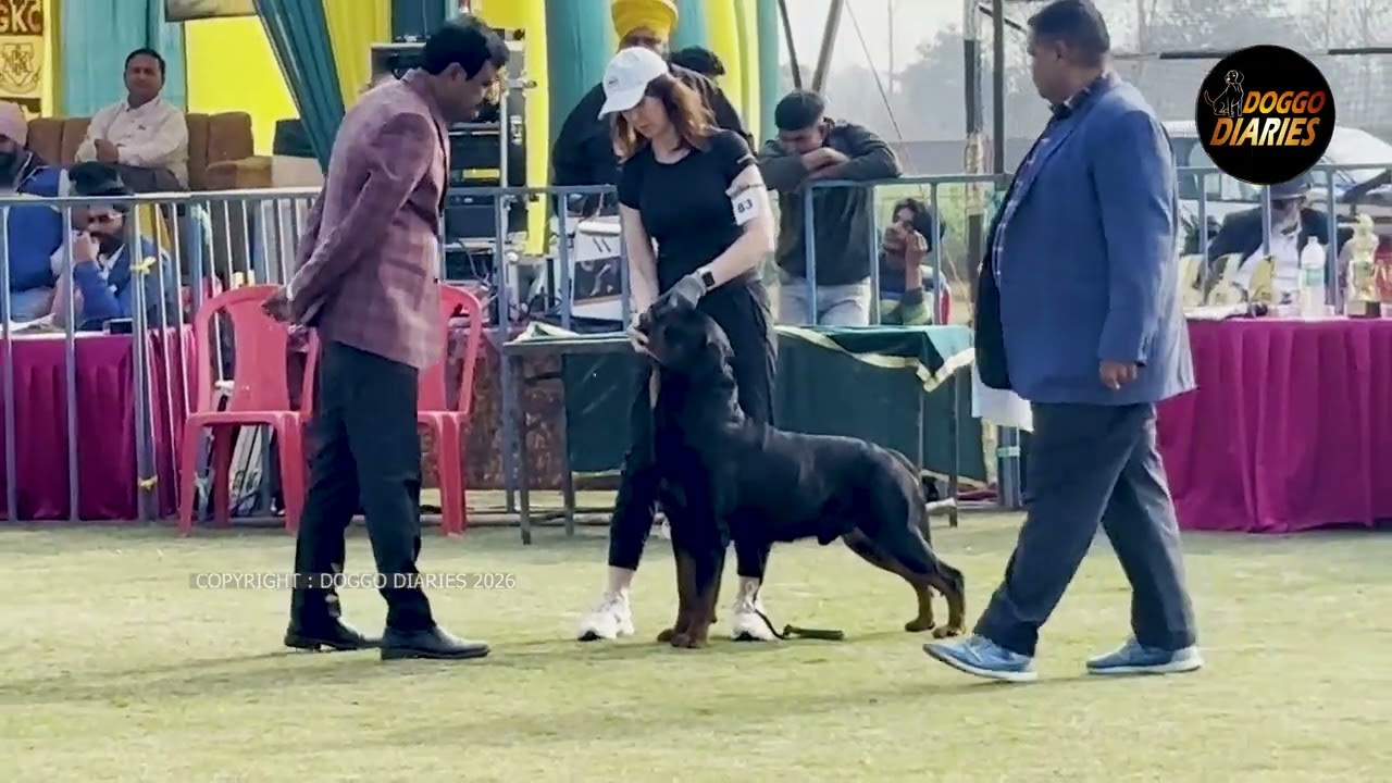 Gurdaspur Kennel Club Show | Rottweiler Breed Explained | Judge T Preetham | 1st Feb 2026