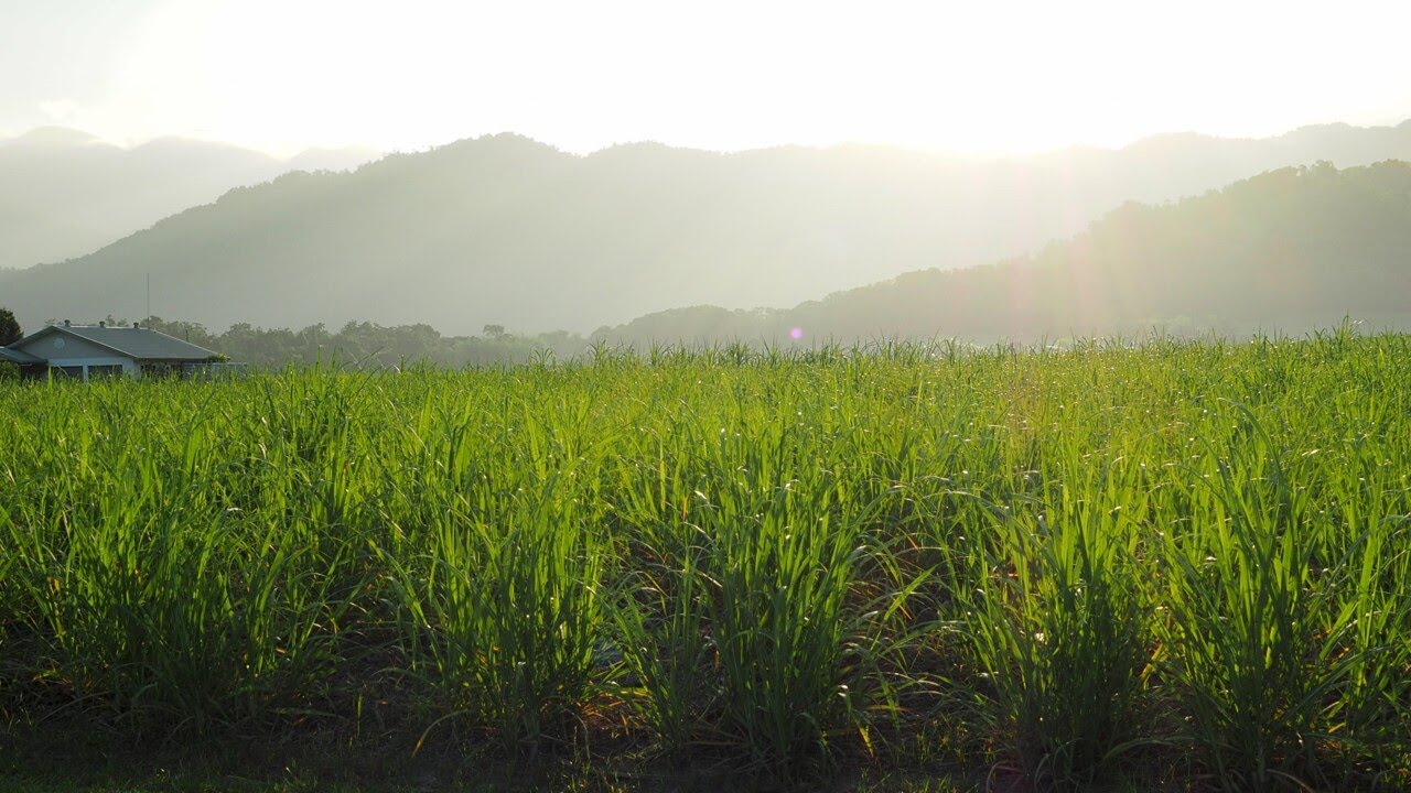 Caribbean-inspired style of Australian rum is made from sugar cane