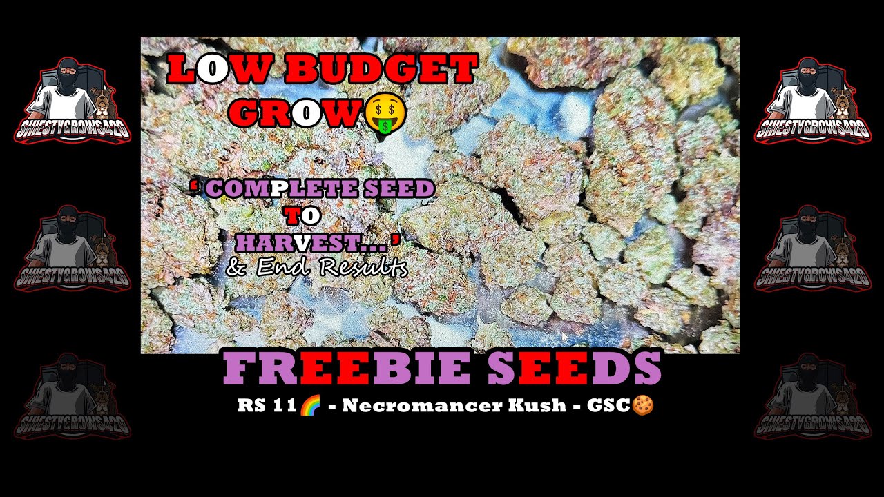 COMPLETE SEED 2 HARVEST - Low Budget GROW🤑 - Freebie Seeds - RS 11- Necromancer Kush - GSC Extreme