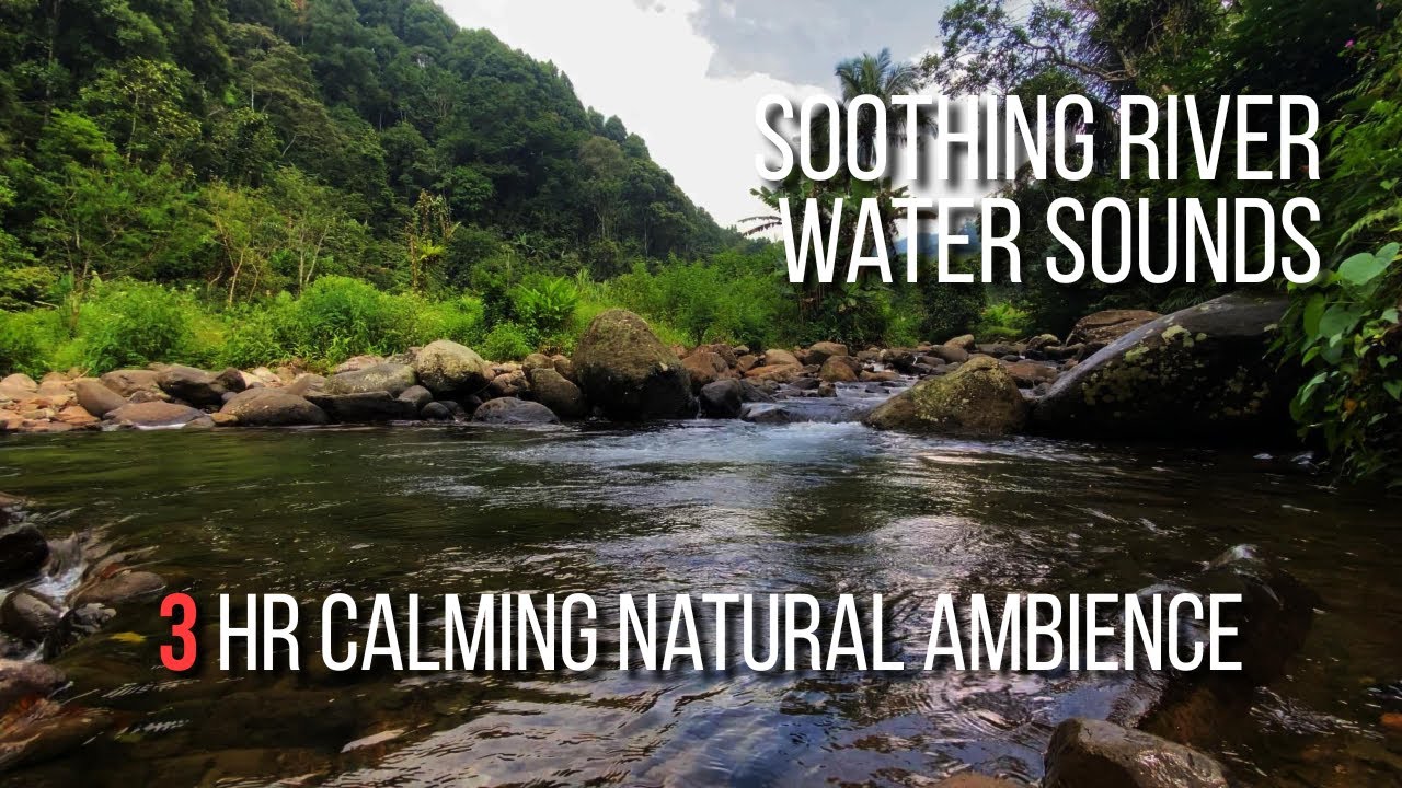 Soothing River Water Sounds | Gentle Forest | Calming Natural Ambience