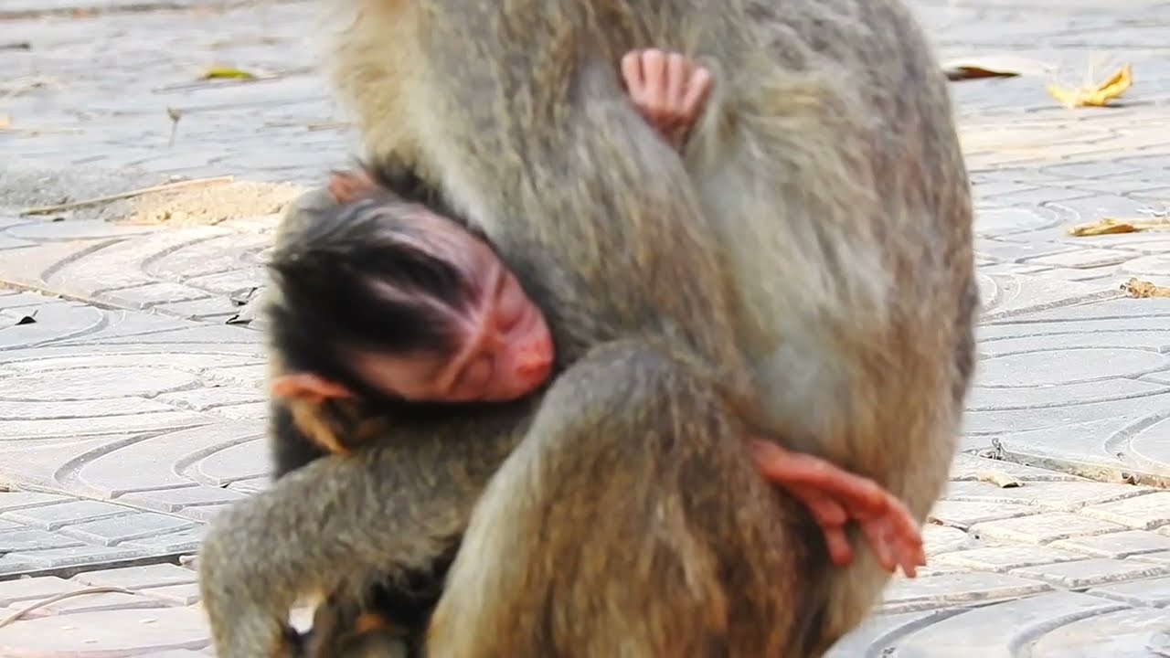 The baby has a cute gesture, the mother tries to hug the baby / Cute Macaque