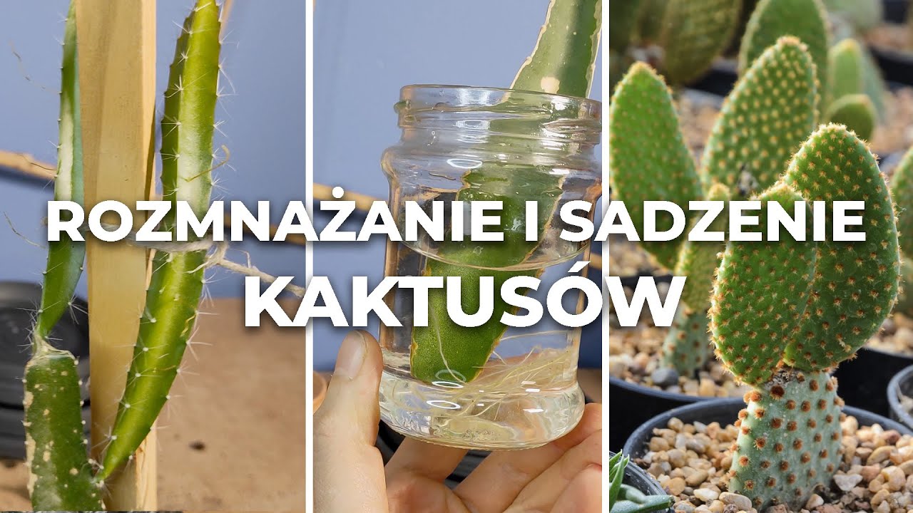 Kaktus i aloes - uprawa i rozmnażanie domowych roślin