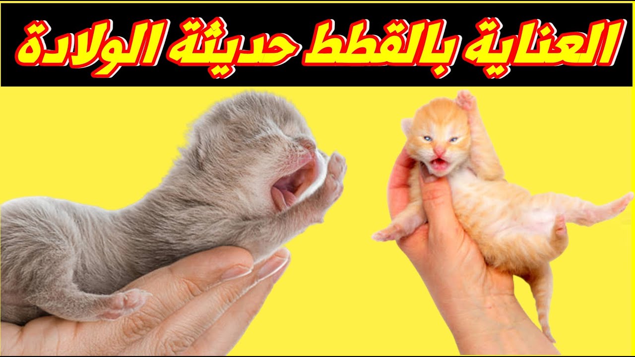كيفية العناية بالقطط اليتيمة حديثة الولادة بالتفصيل