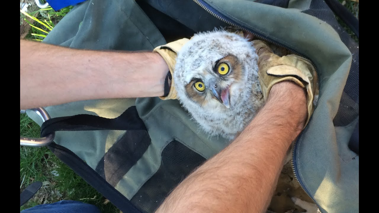 Owl Rescue & Release
