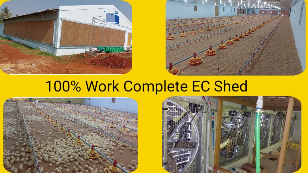 100% Work Complete EC Shed... #JabbarPoultryFarm #Ecshedtelugu #EcPoultryFarmTelugu #Ecshedinformati
