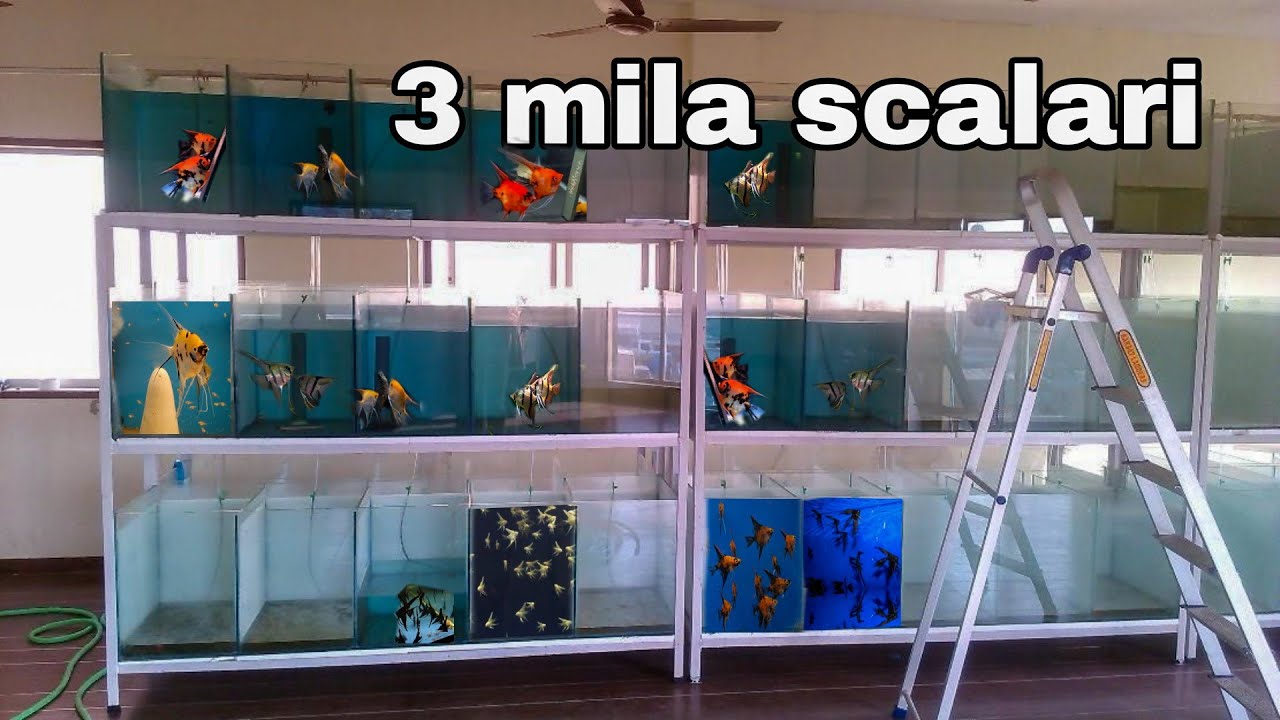 3 MILA SCALARI!!! - Nuovo TOUR delle vasche,  (parte 2 - ciclidi)