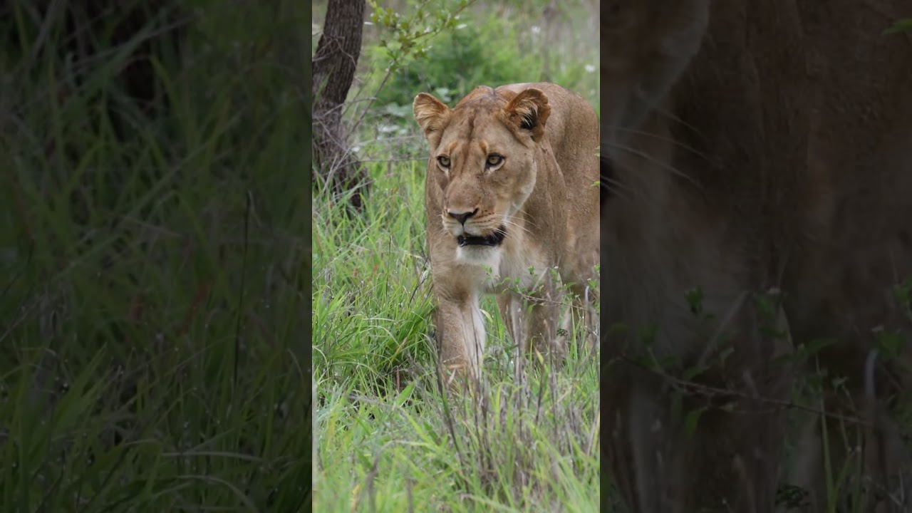 Mbiri Males Infiltrate the Pride!