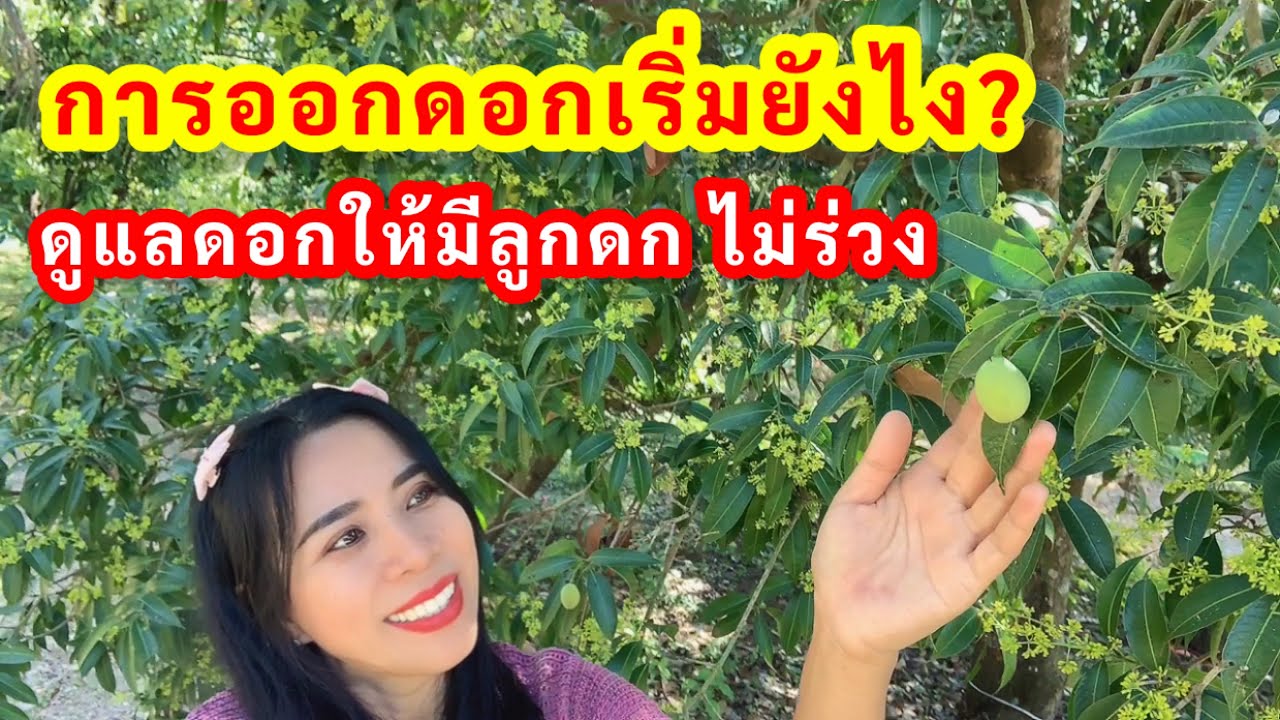 การดูแลช่อดอกมะยงชิดให้ติดลูก ไม่ร่วง แนะนำวิธีทำให้มะยงชิดออกช่อได้ทุกปี