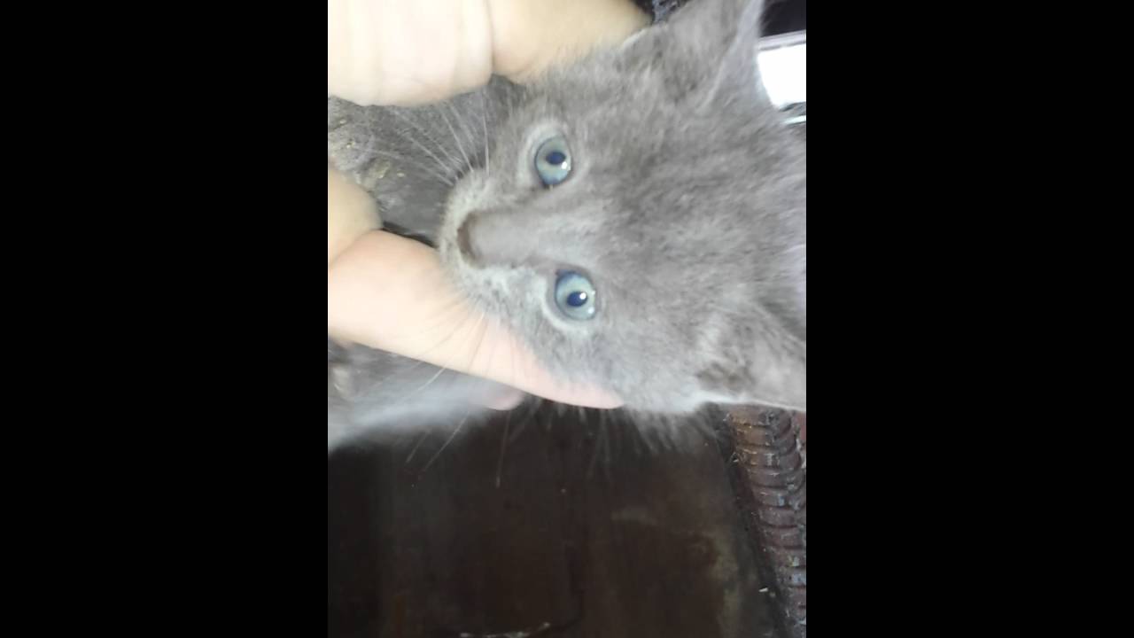 Kotek