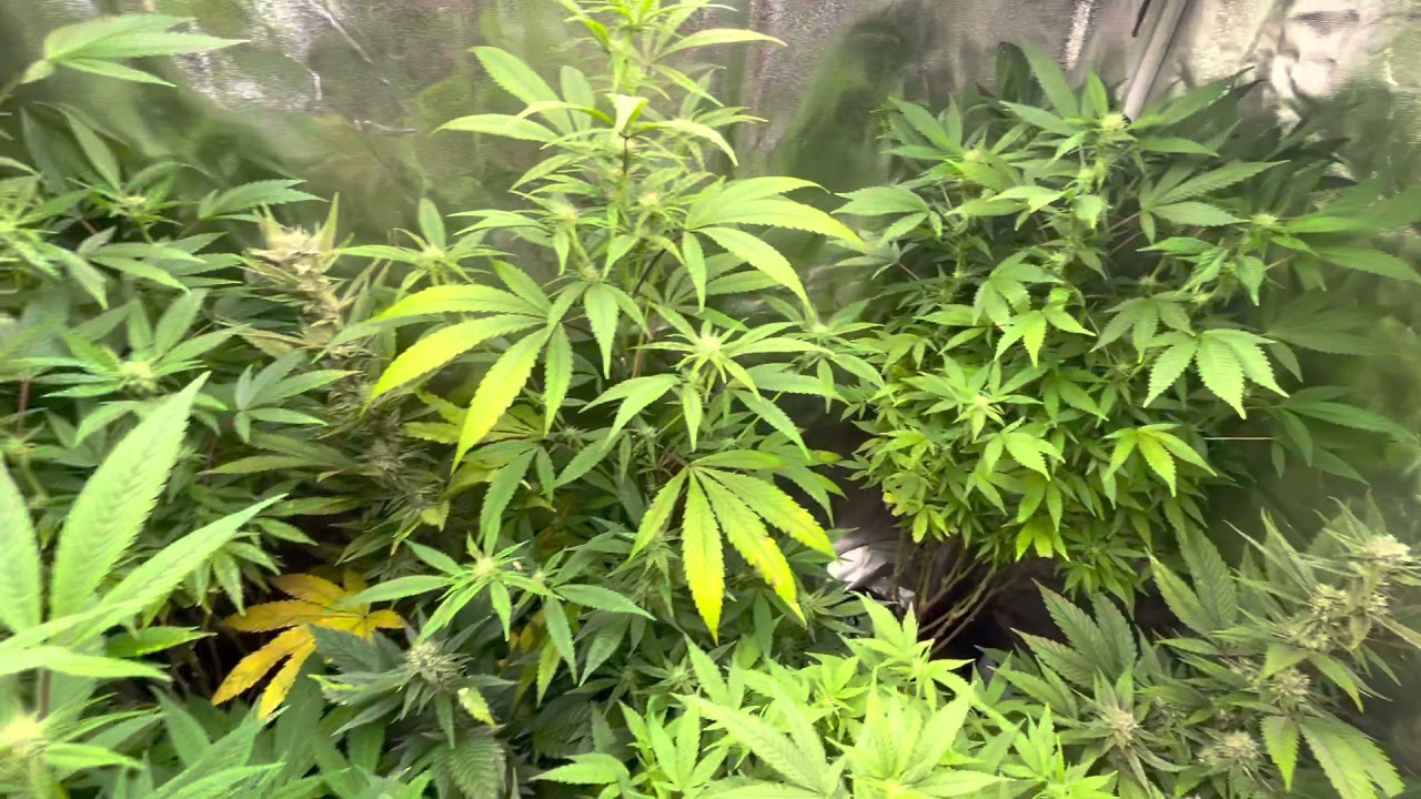 Mars Hydro Grow Journal Tsw2000 #marshydrosp6500