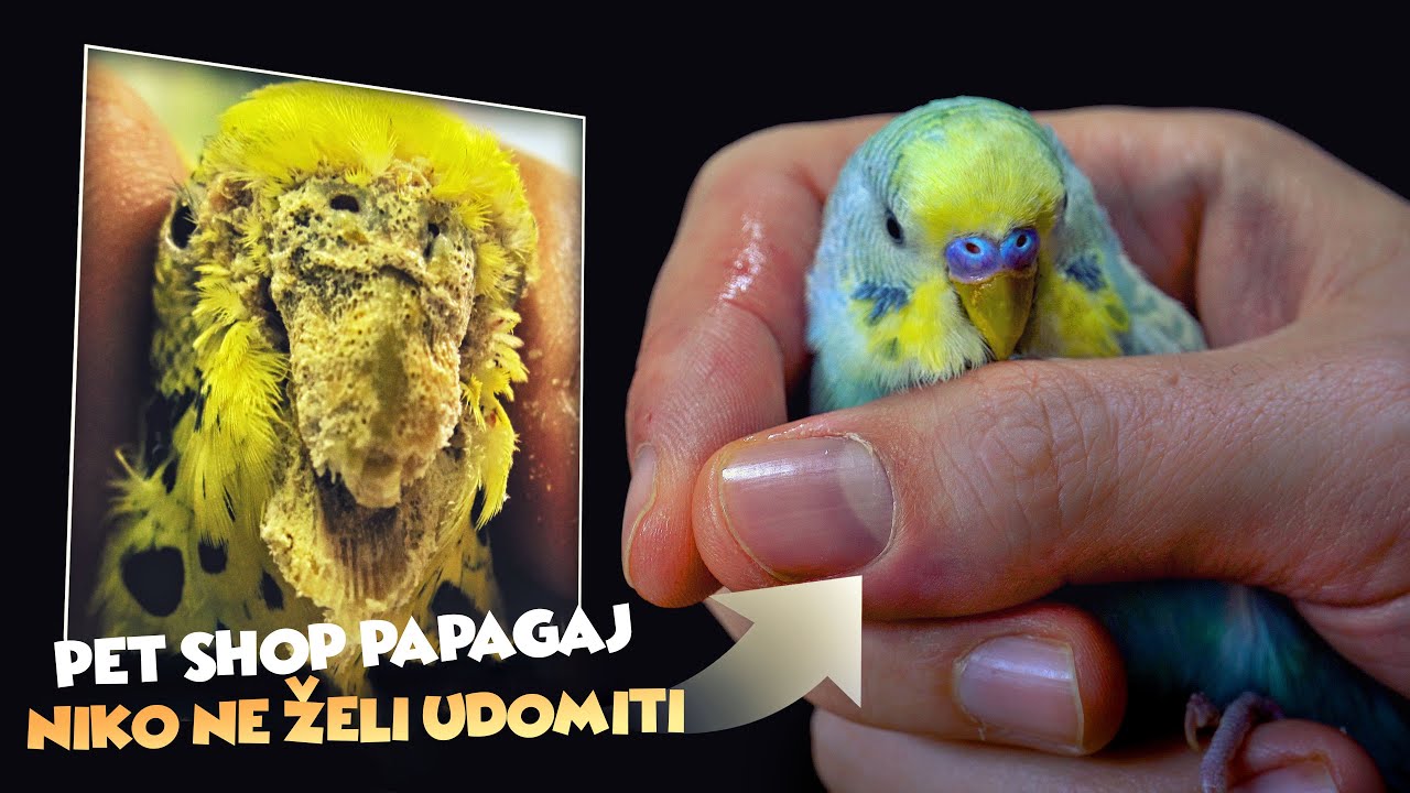 SPASILI SMO PAPAGAJE IZ PET SHOPA *morali smo ih liječiti*