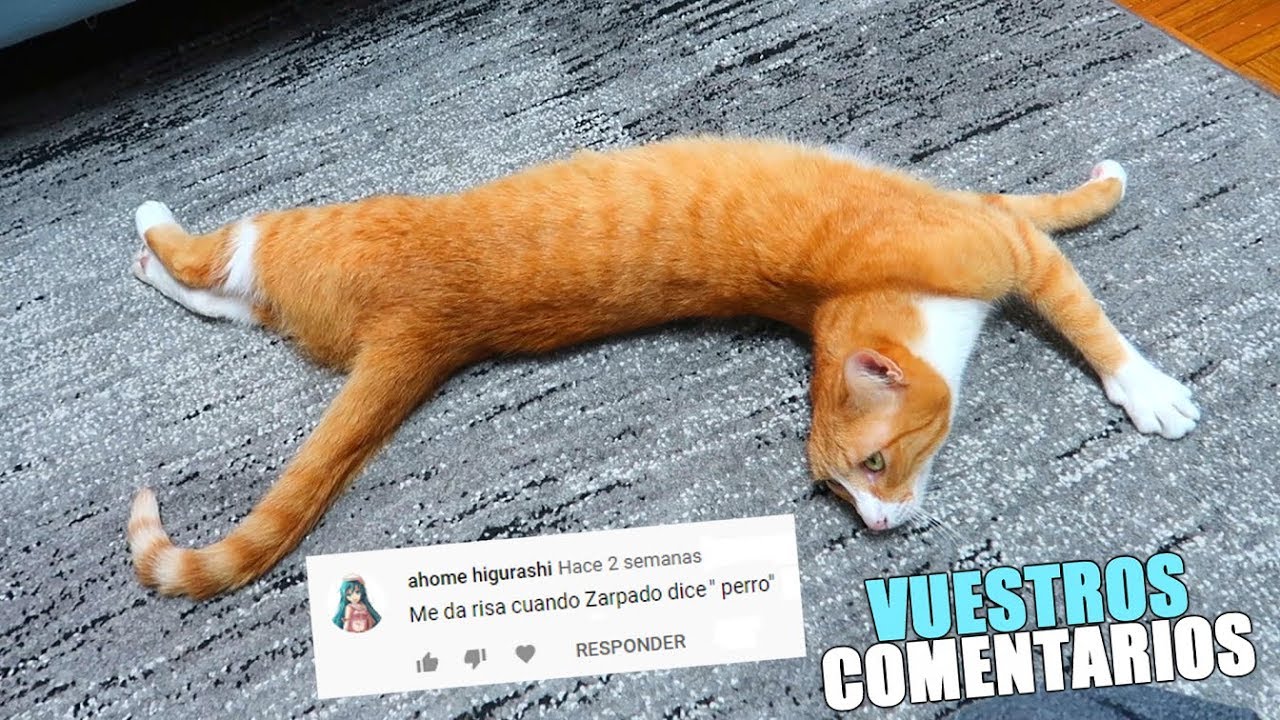REACCI&Oacute;N A VUESTROS COMENTARIOS