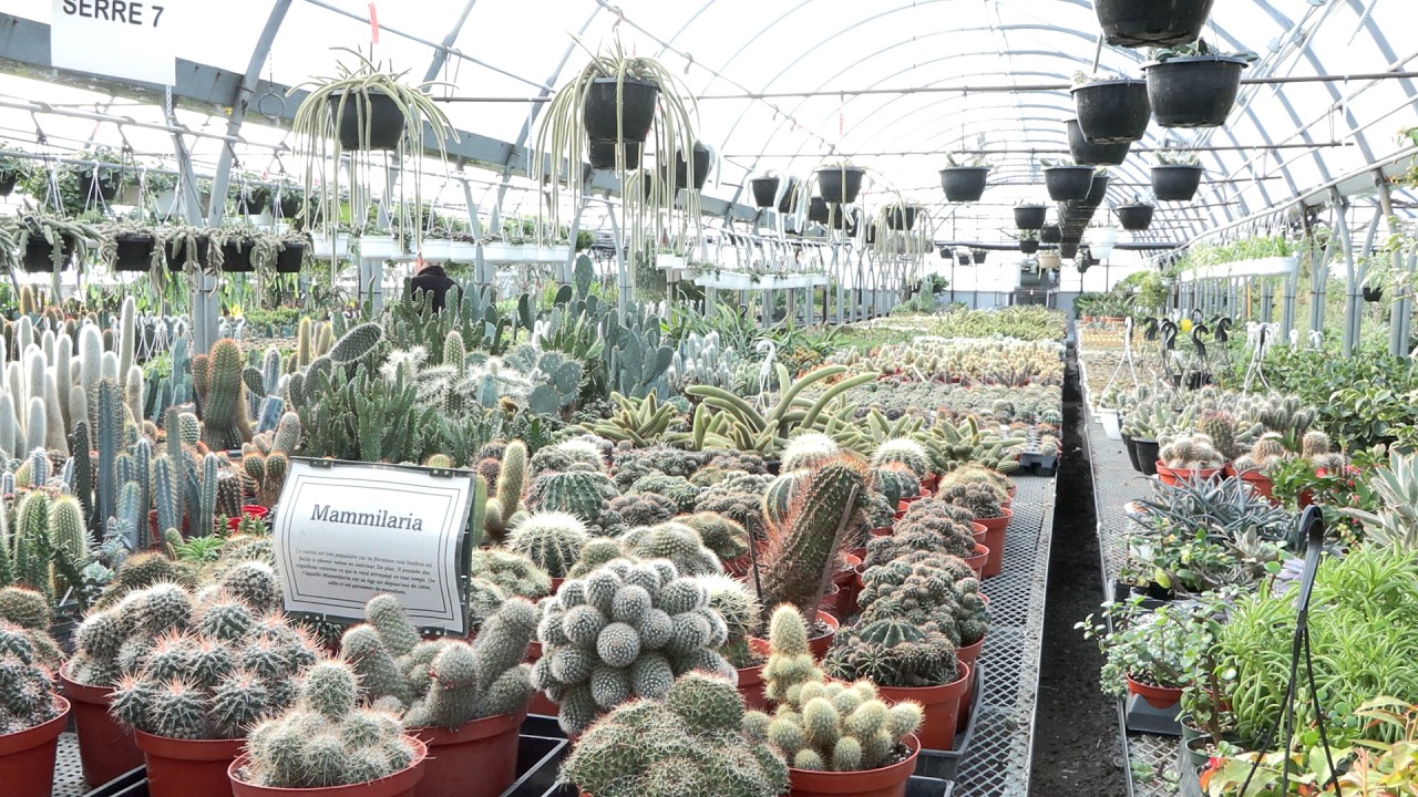 L’entreprise Cactus Fleuri souffle ses 50 bougies cette année