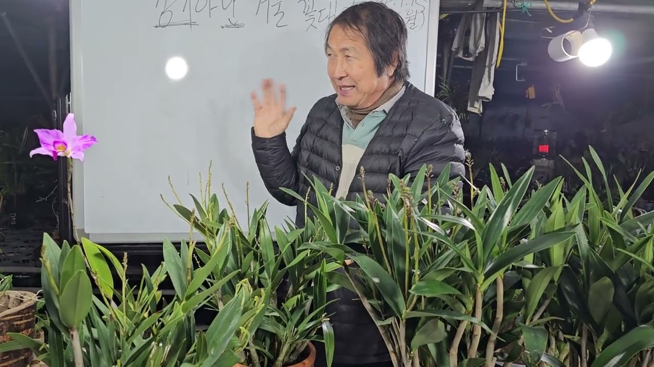 긴기아난 (kingianum) 겨울 꽃대관리 초보자에서 고급자까지