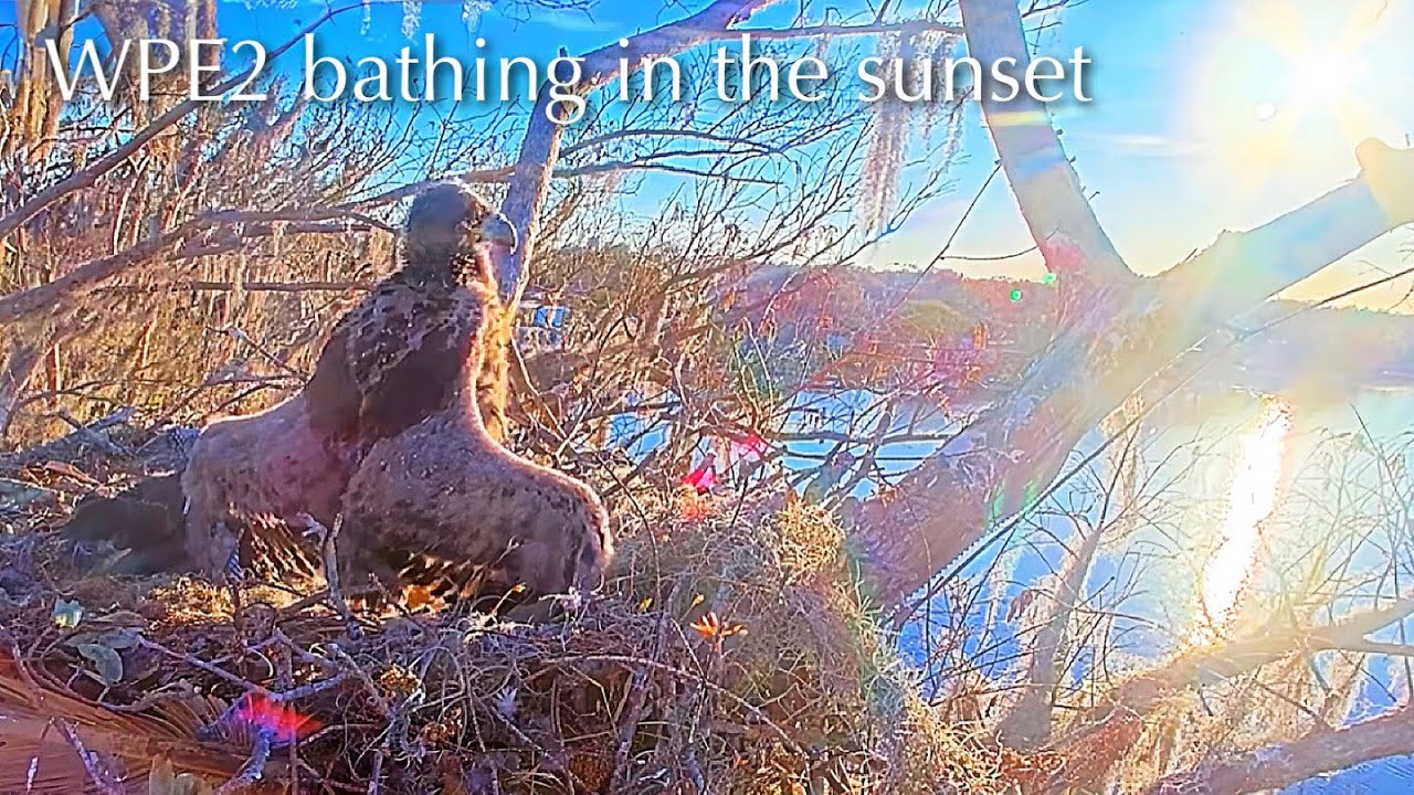 #317🦅🐥46°🐥41°／Winter Park Eagle Nest 2026／Against All Odds:One-Eyed Mom／Wink💗Atlas