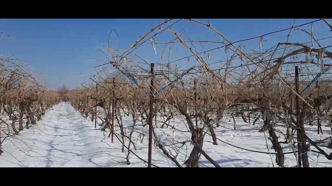 grape orchard at winter  #grape #iran #balov #urmia