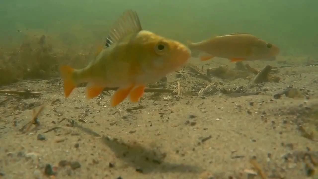 Baden mit Barsch und Pl&ouml;tze