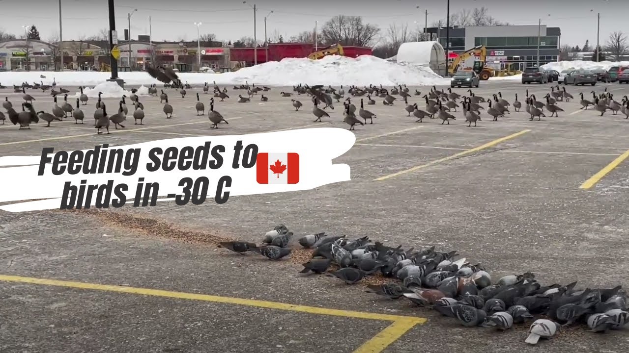 Feeding Seeds To Migrated Birds in Winters | Toronto, Canada | Canada Goose, Pigeons, Sea Eagles