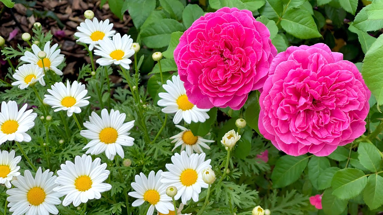 Rose Garden Tour - June 2021