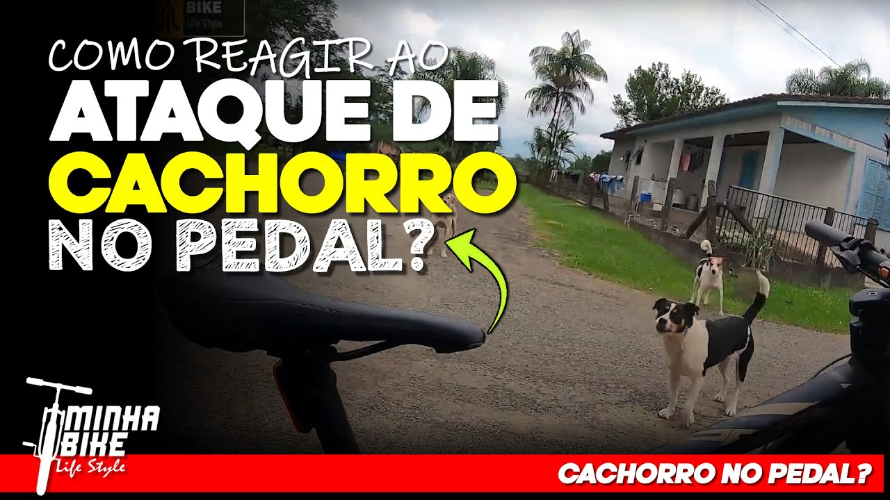 O QUE FAZER SE UM CACHORRO ATACAR VOCÊ DURANTE O PEDAL? - Minha Bike Life Style
